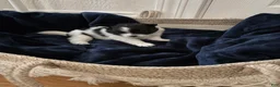 Pomeranian dogs for sale: Lana  - Ad 12