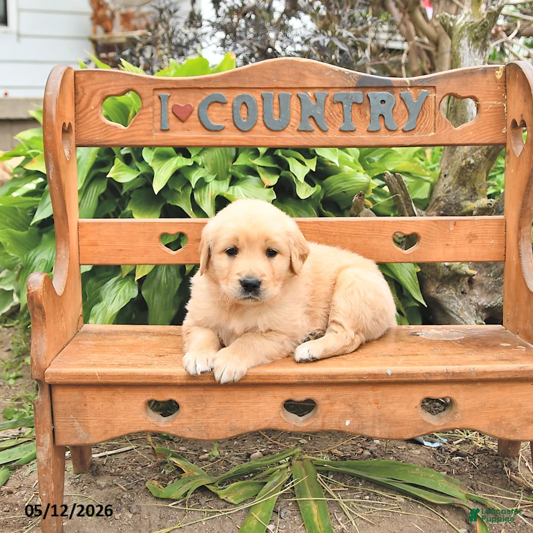 Golden Retriever dogs for sale: Dakota - Ad 2