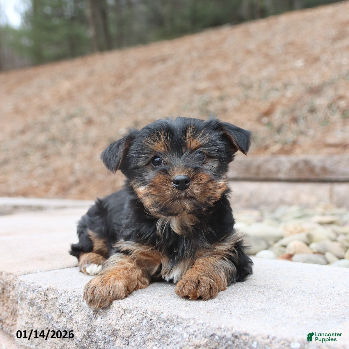 Yorkshire Terrier dogs Diva - Ad 9