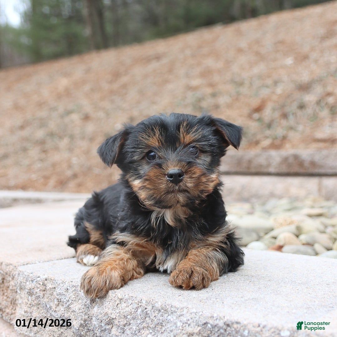 Yorkshire Terrier dogs for sale: Diva - Ad 1