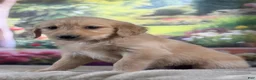 Golden Retriever dogs for sale:  Pilot - Ad 5