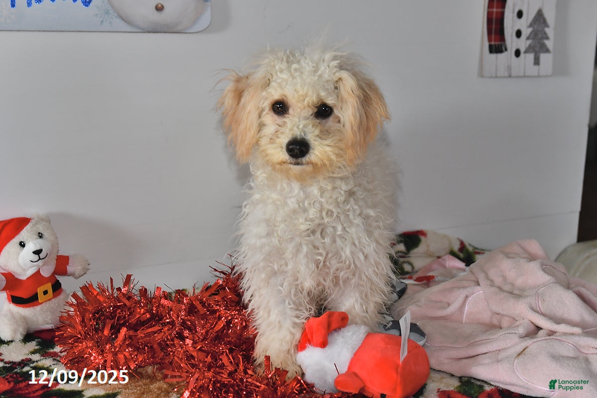 Bichpoo dogs Cinderella - Ad 16