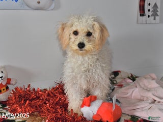 Bichpoo dogs Cinderella - Ad 3