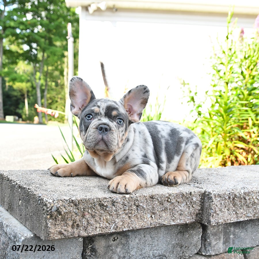 Mixed Breed dogs Chips - Ad 2