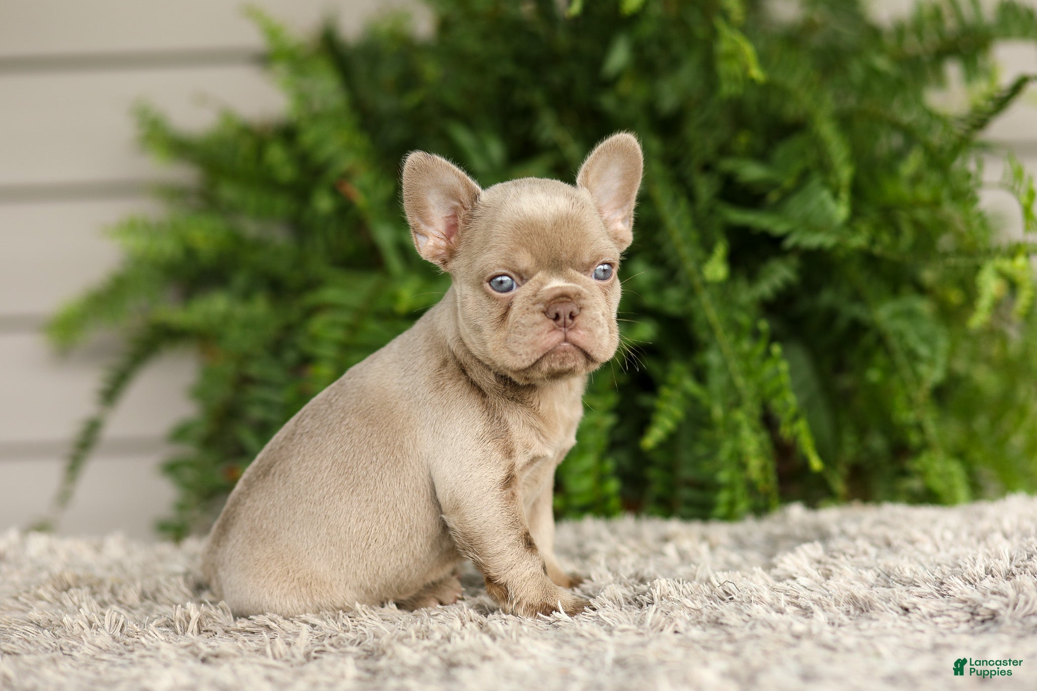 French Bulldog dogs Anne - Isabella - Ad 2