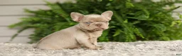 French Bulldog dogs for sale: Anne - Isabella - Ad 2