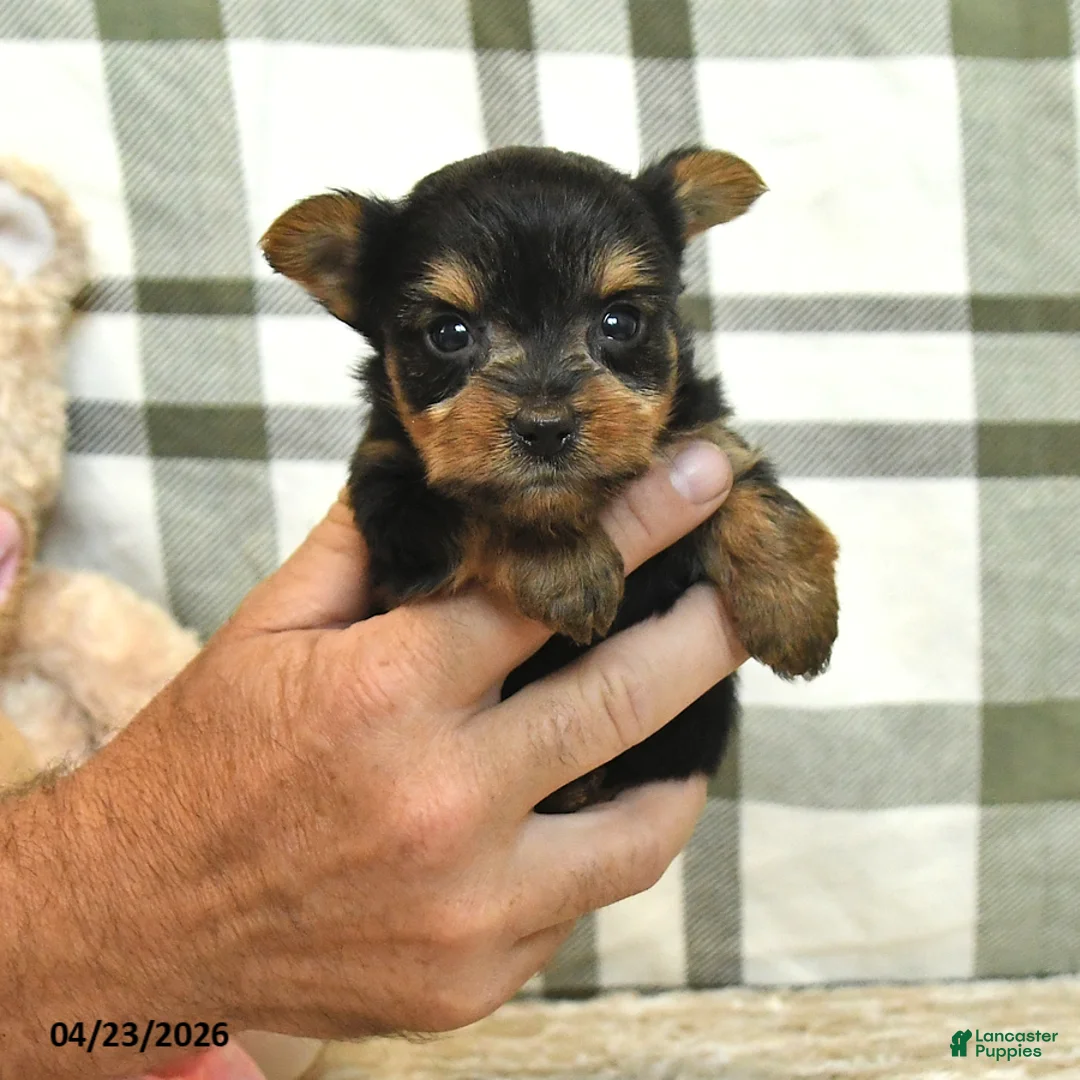 Yorkshire Terrier dogs for sale: Champ  - Ad 2