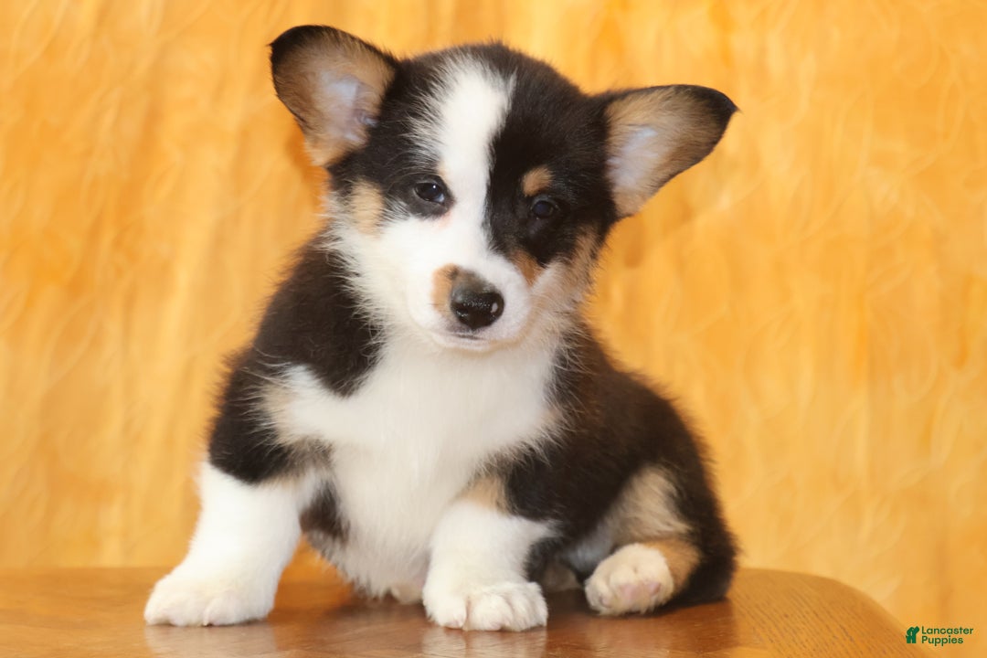 Welsh Corgi Pembroke dogs for sale: OFA Parents Farley - Ad 3