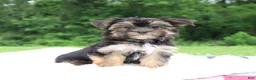 Morkie dogs for sale: Kylee - Ad 3
