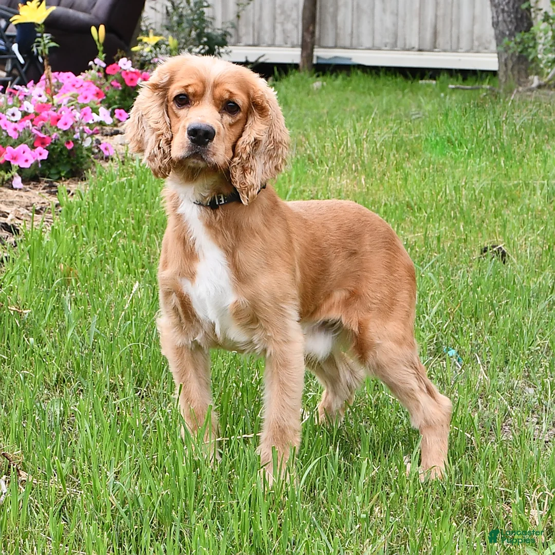English Cocker Spaniel dogs for sale: SaraLyn - Ad 7
