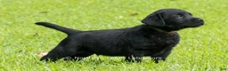 Labrador Retriever dogs for sale: Edward - Ad 5