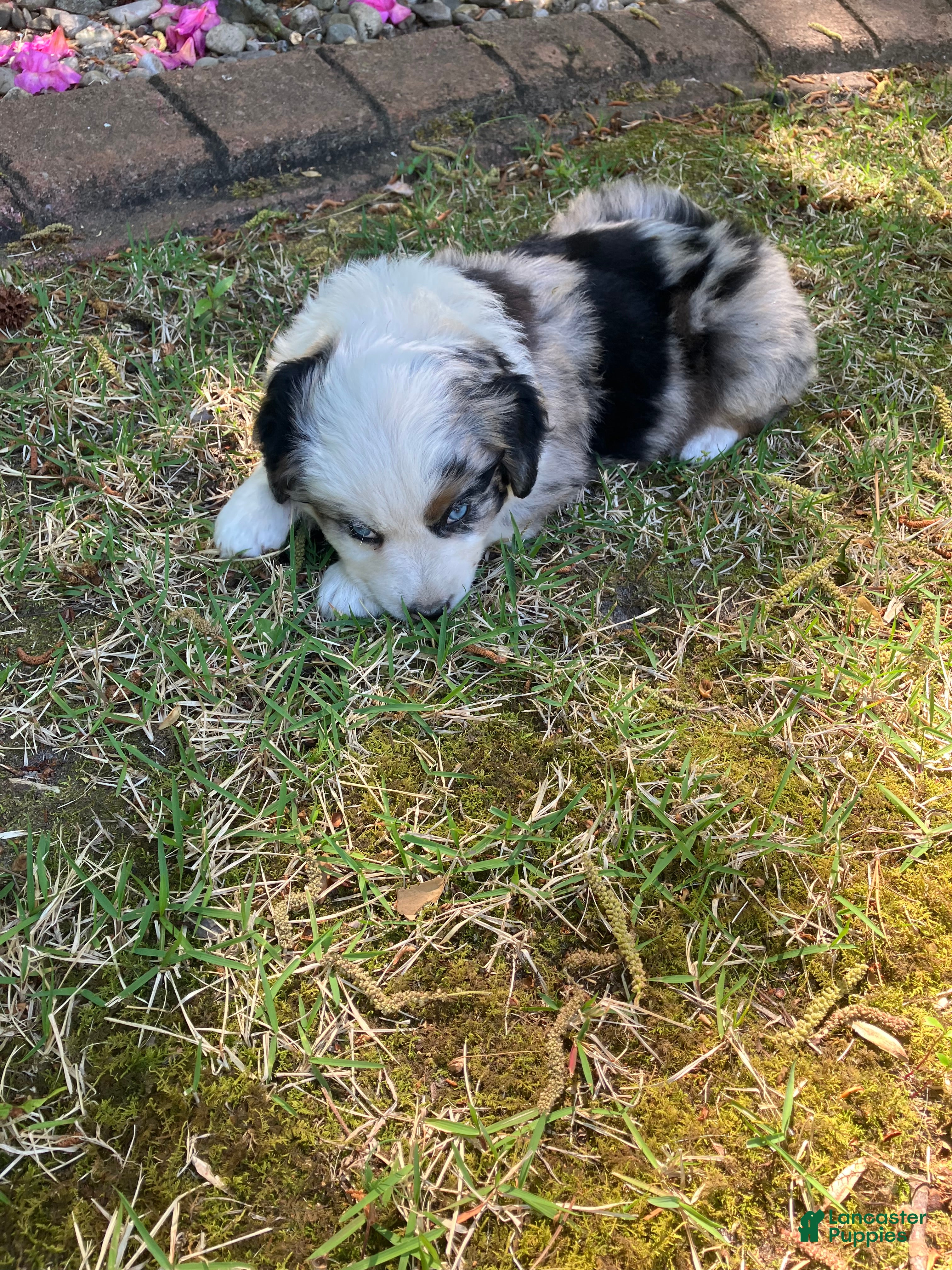 Australian Shepherd dogs Anchor - Ad 2