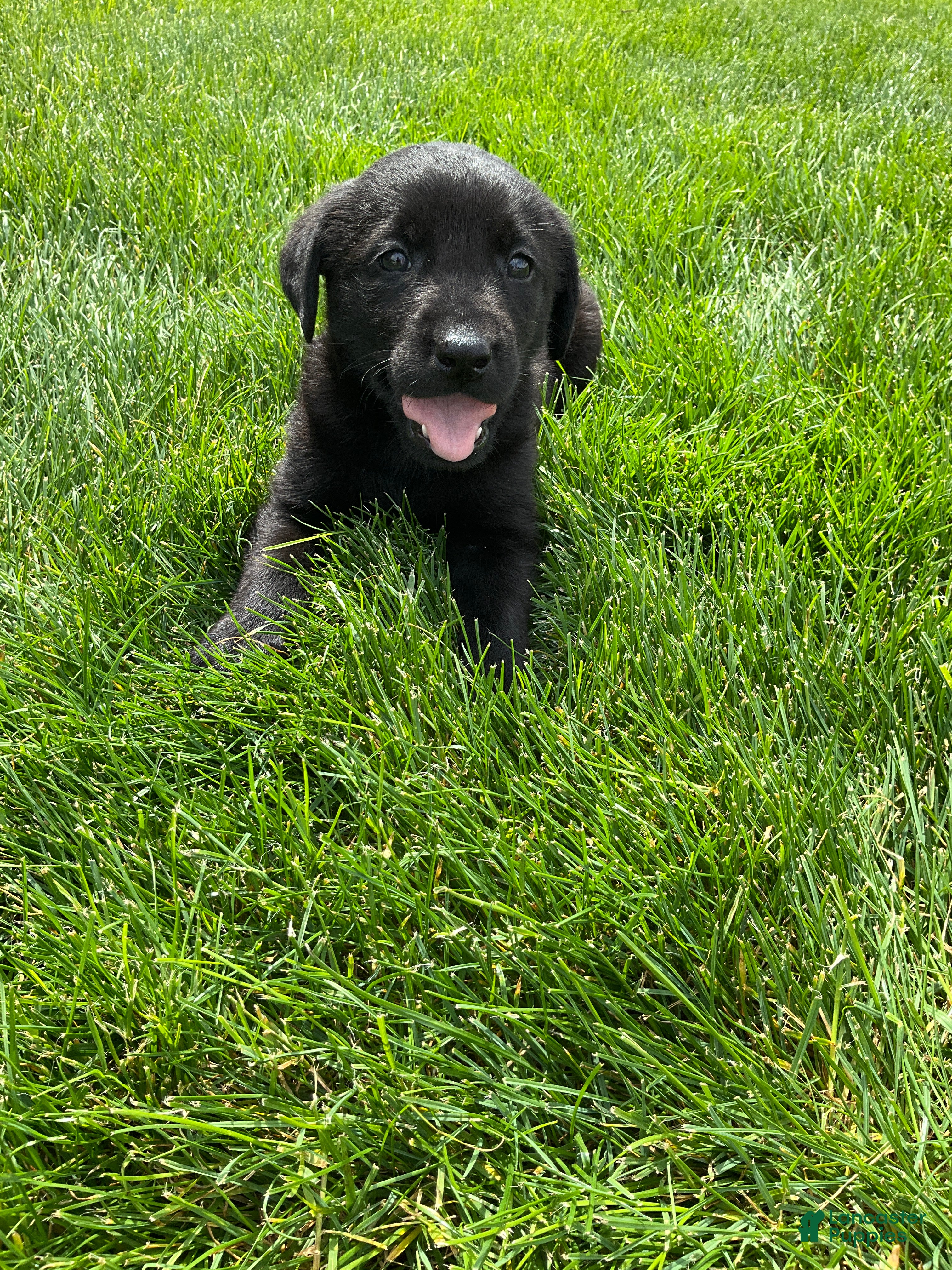 Labrador Retriever dogs for sale: Madox - Ad 5