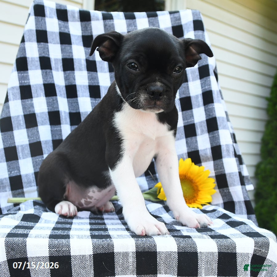 Boston Terrier dogs Zach - Ad 2