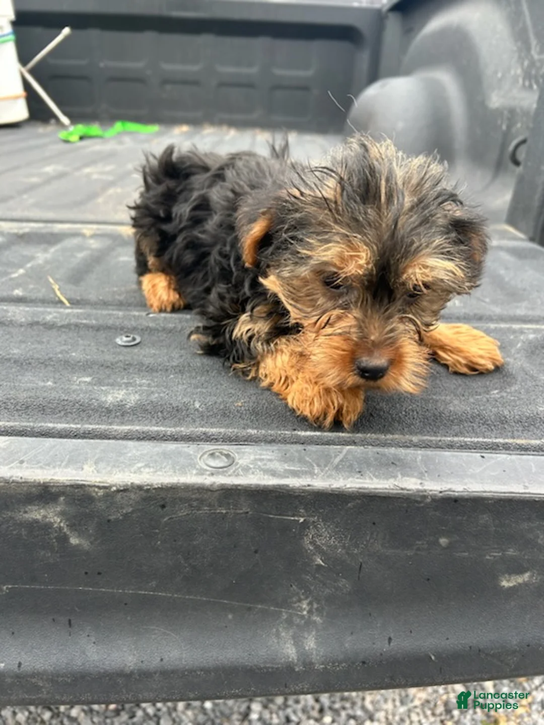 Yorkshire Terrier dogs for sale: Sarah - Ad 2