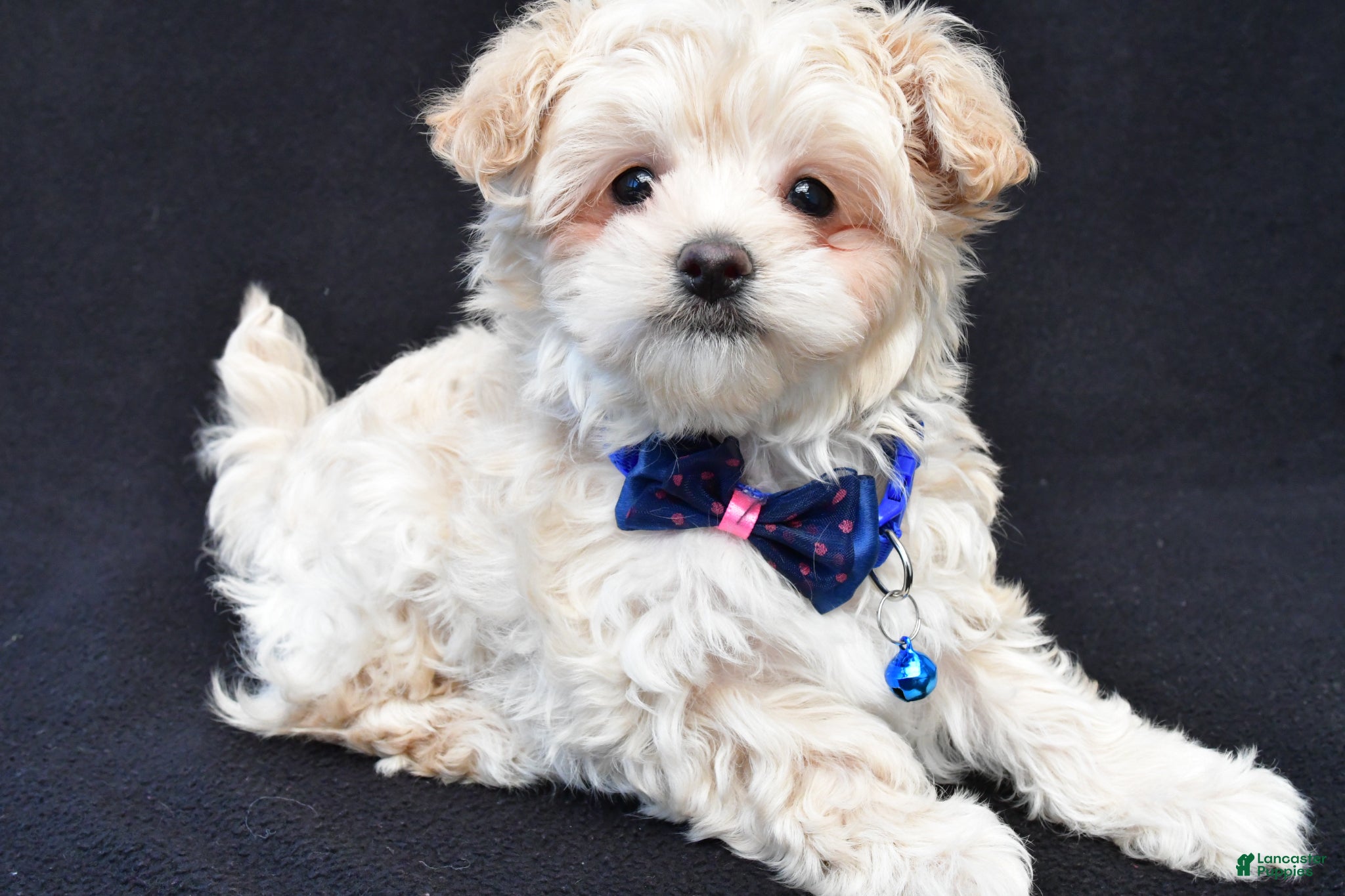 Maltipoo dogs Charles - Ad 1