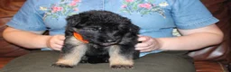 German Shepherd dogs for sale: Freida, Orange collar - Ad 6