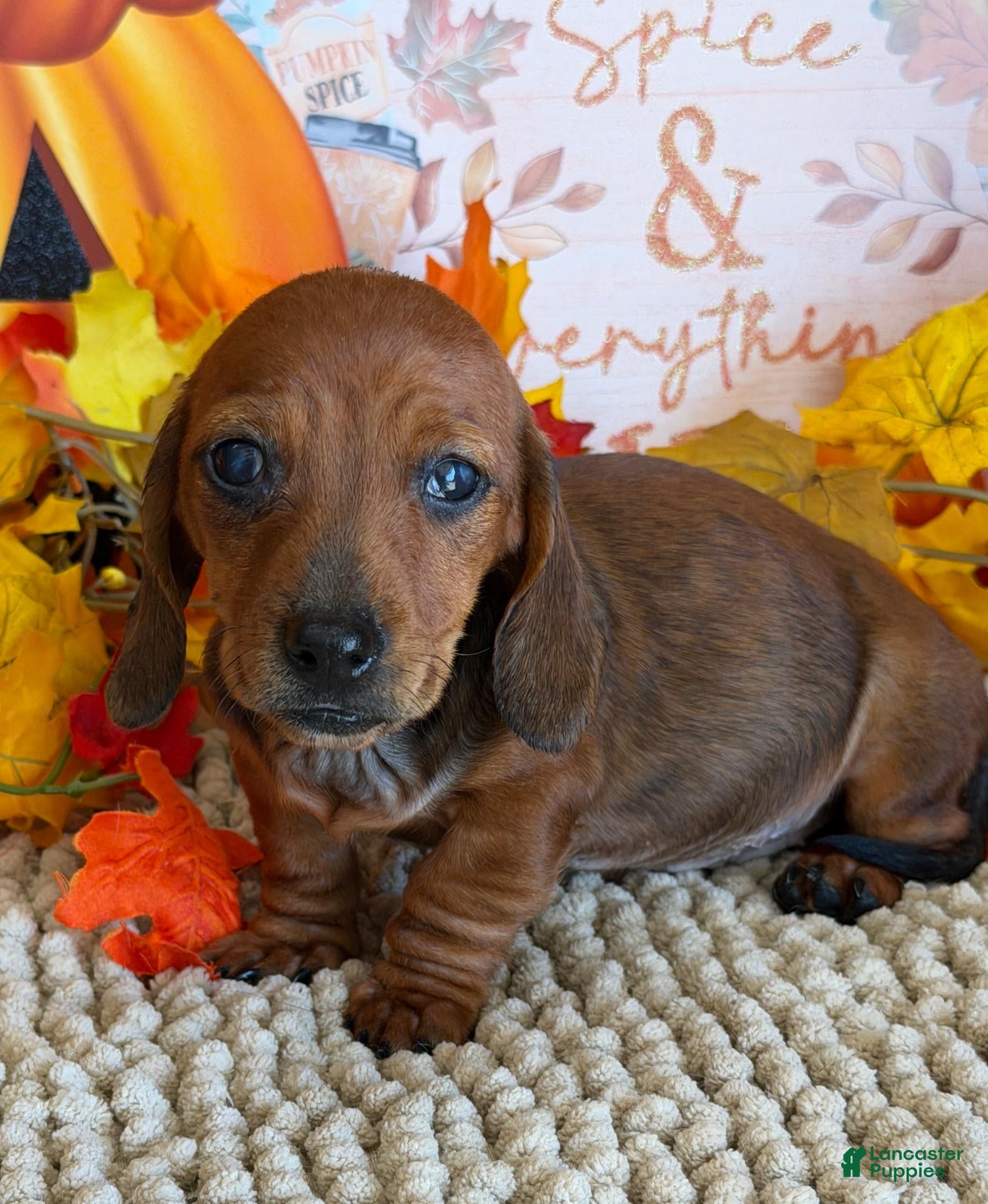 Miniature Dachshund dogs Reba - Ad 7