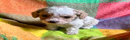 Cavapoo dogs for sale: Loki - Ad 10