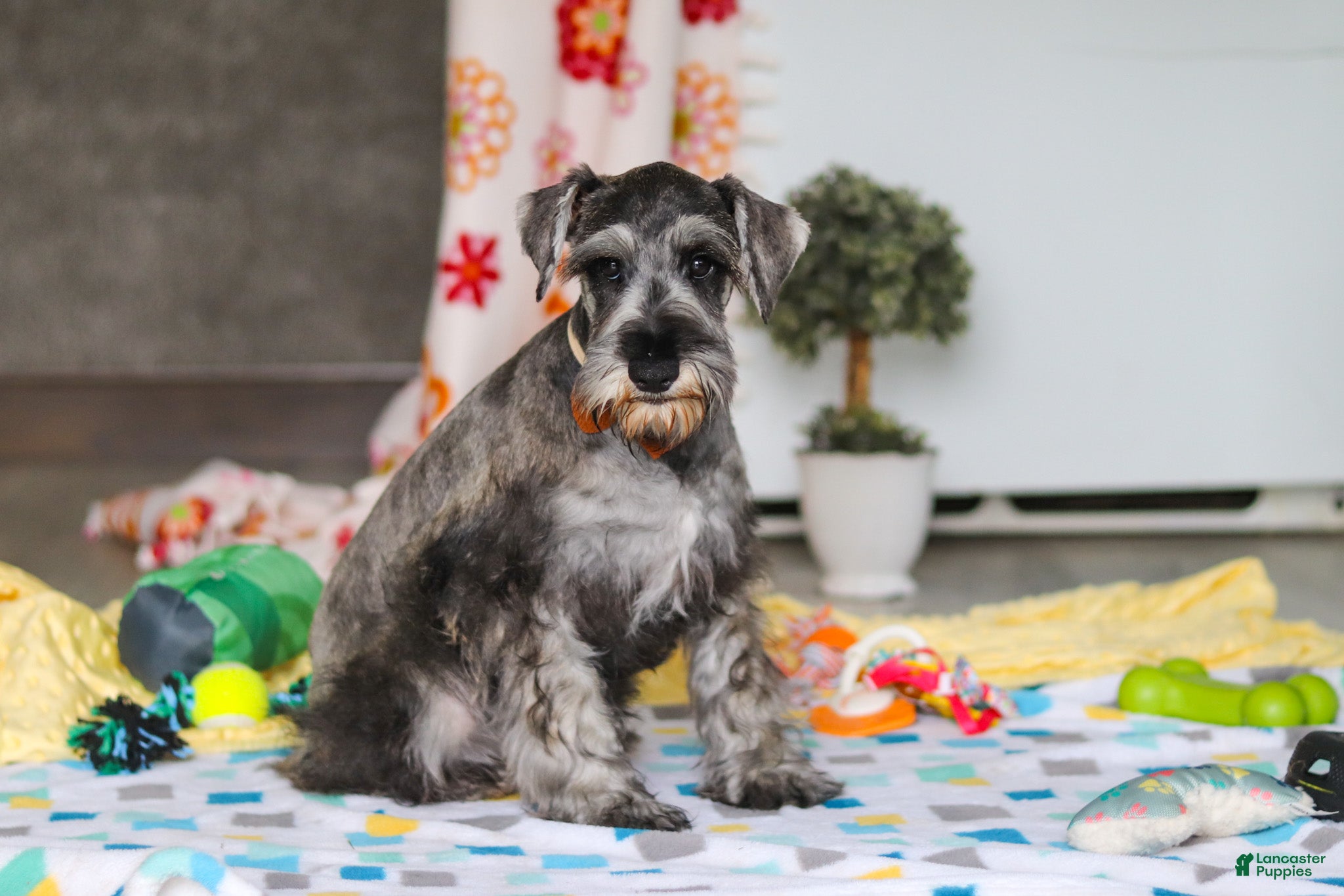 Miniature Schnauzer dogs Nolan - Ad 2