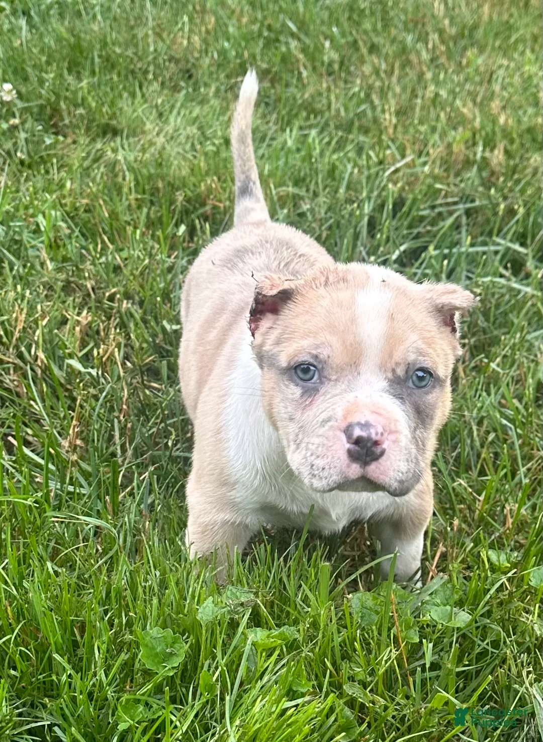 American Bully dogs for sale: Oakley - Ad 1