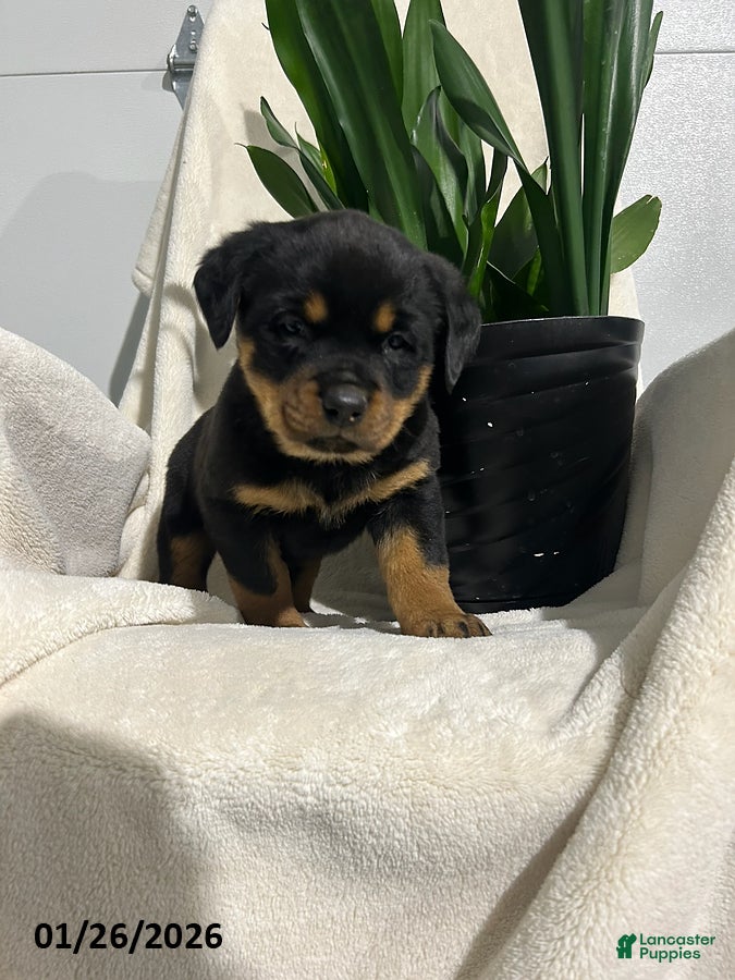 Rottweiler dogs Bailey - Ad 2