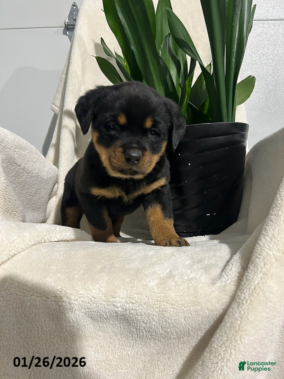 Rottweiler dogs for sale: Bailey - Ad 2