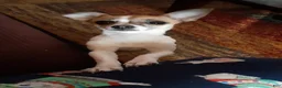 Mixed Breed dogs for sale: Kimba - Ad 6