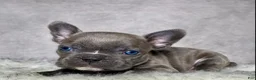 Frenchton dogs for sale: Mr. Kirby - Ad 11