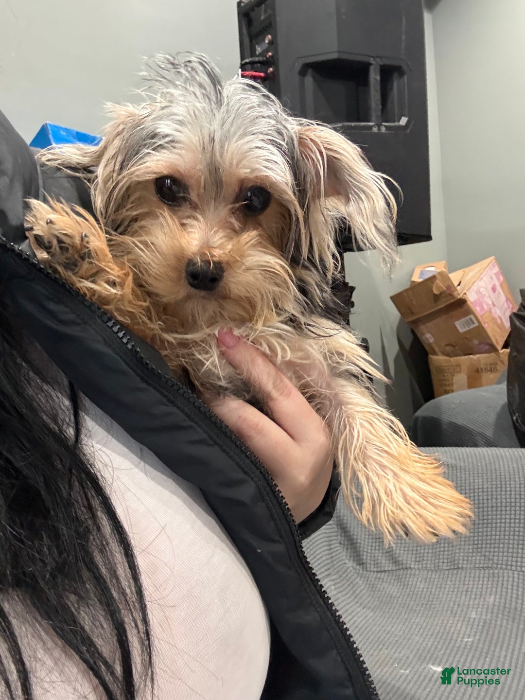 Morkie dogs for sale: Morkie Puppy 1 - Ad 3