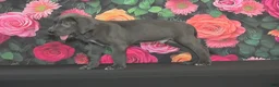 Great Dane dogs for sale: Great Dane 2 - Ad 5