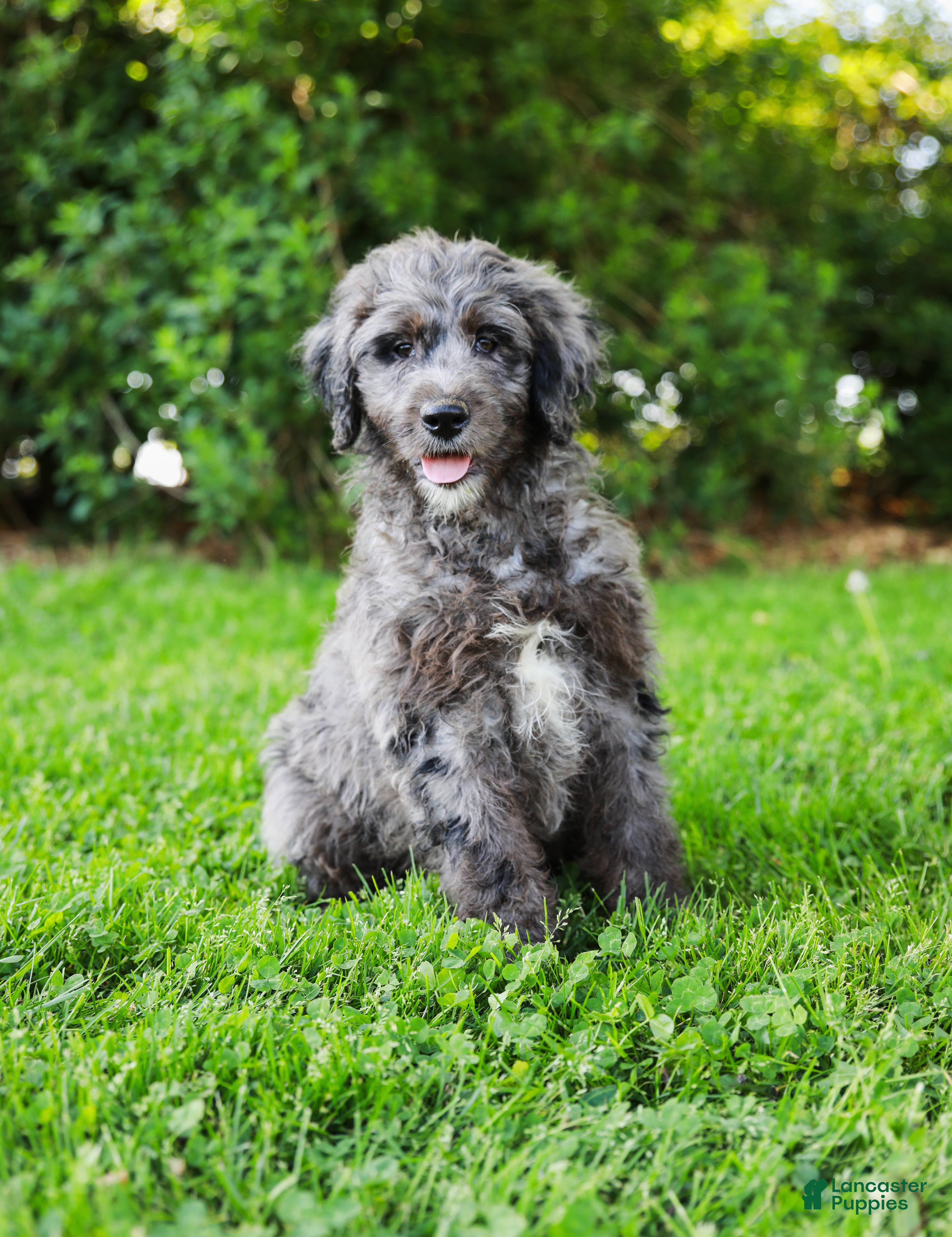 Aussiedoodle dogs for sale: Jax Standard - Ad 3