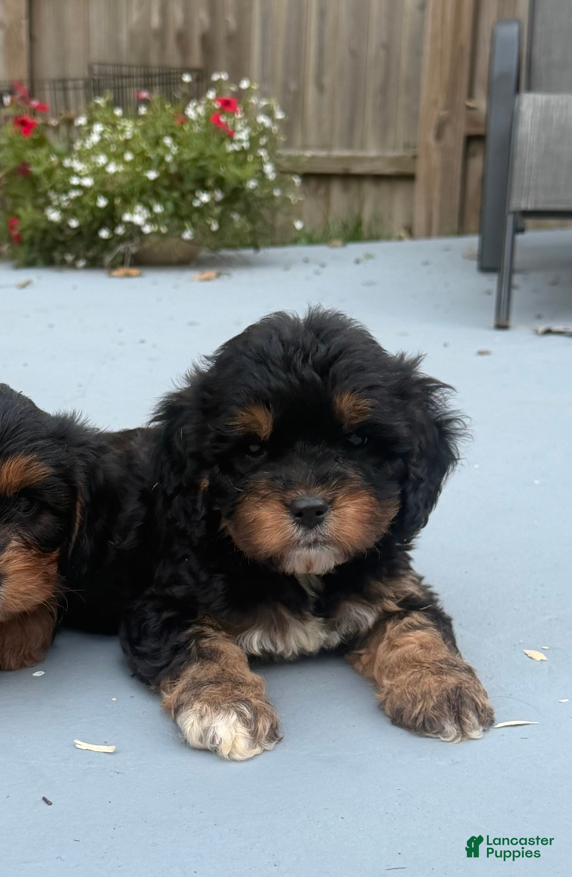 Cavapoo dogs Boomer - Ad 1