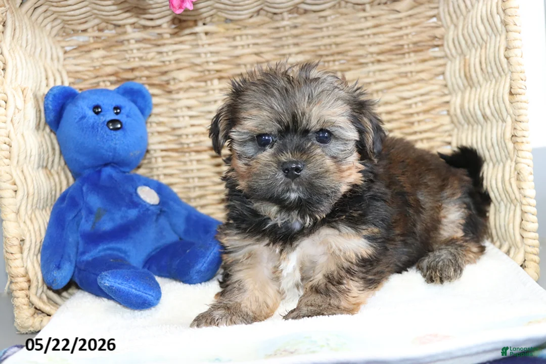 Shorkie dogs for sale: Dillon - Ad 1