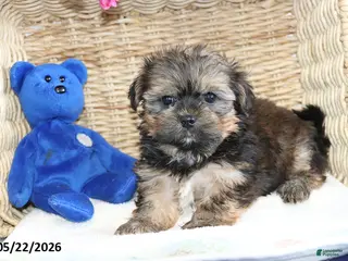 Shorkie dogs for sale: Dillon - Ad 1