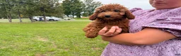 Mini Goldendoodle dogs for sale: Chrissy - Ad 1