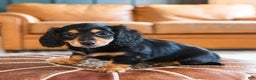 Dachshund dogs for sale: Trixie - CHRISTMAS PUPPY! - Ad 3