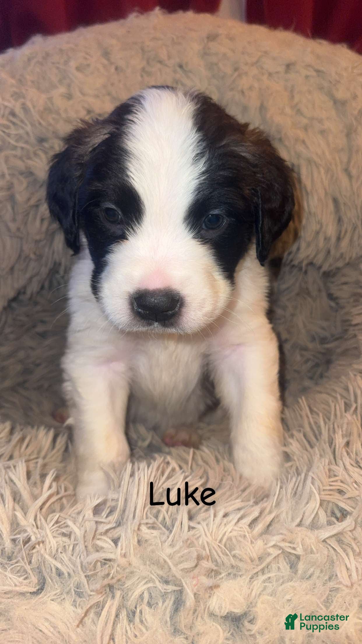 Saint Bernard dogs Luke - Ad 14