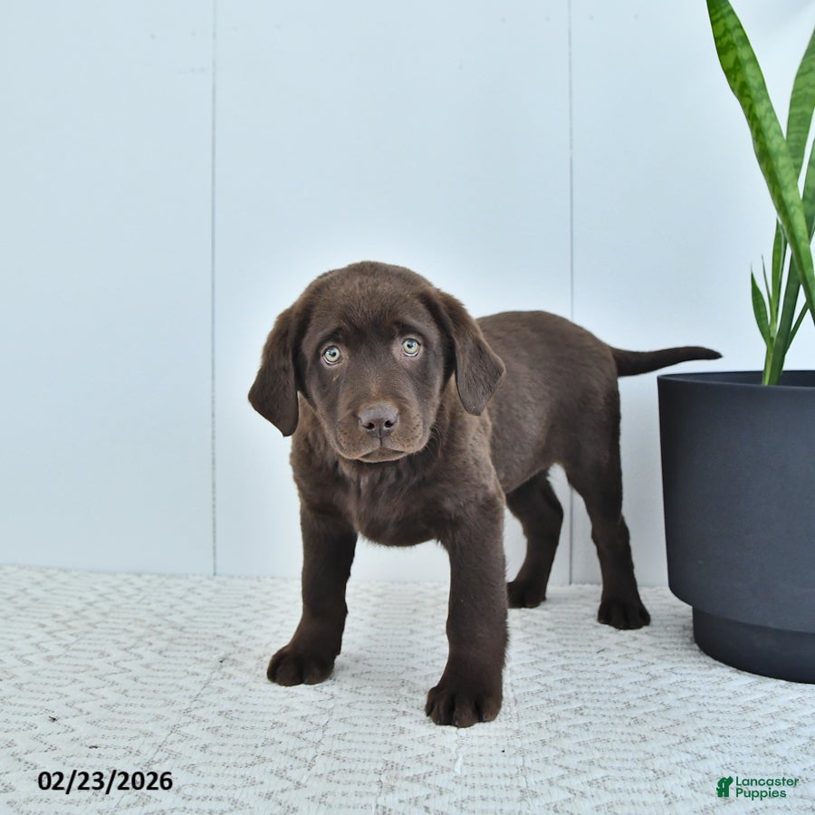 Labrador Retriever dogs Hunter - Ad 1