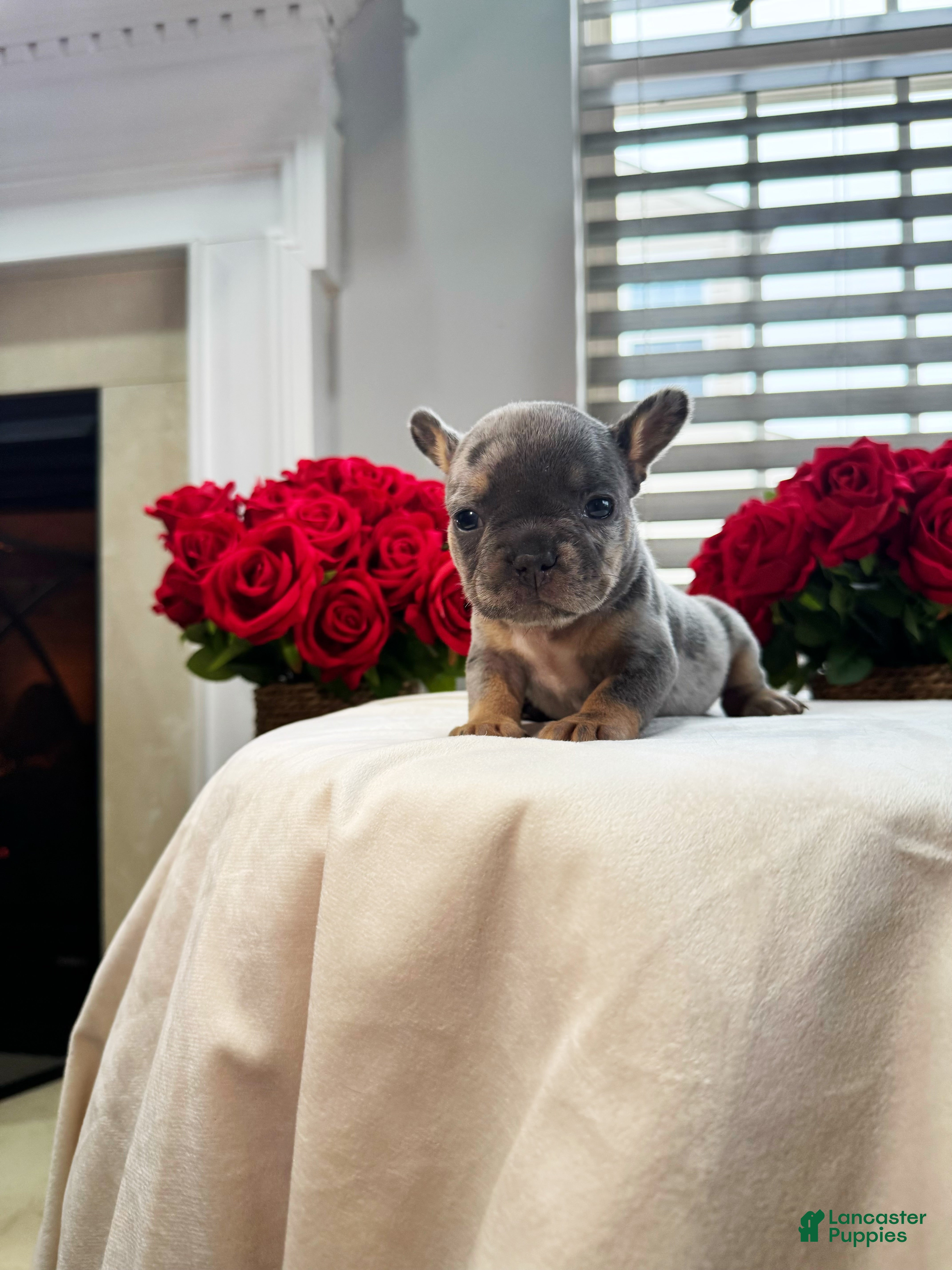 French Bulldog dogs for sale: Jixy - Ad 2