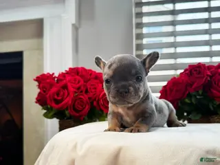French Bulldog dogs Jixy - Ad 18