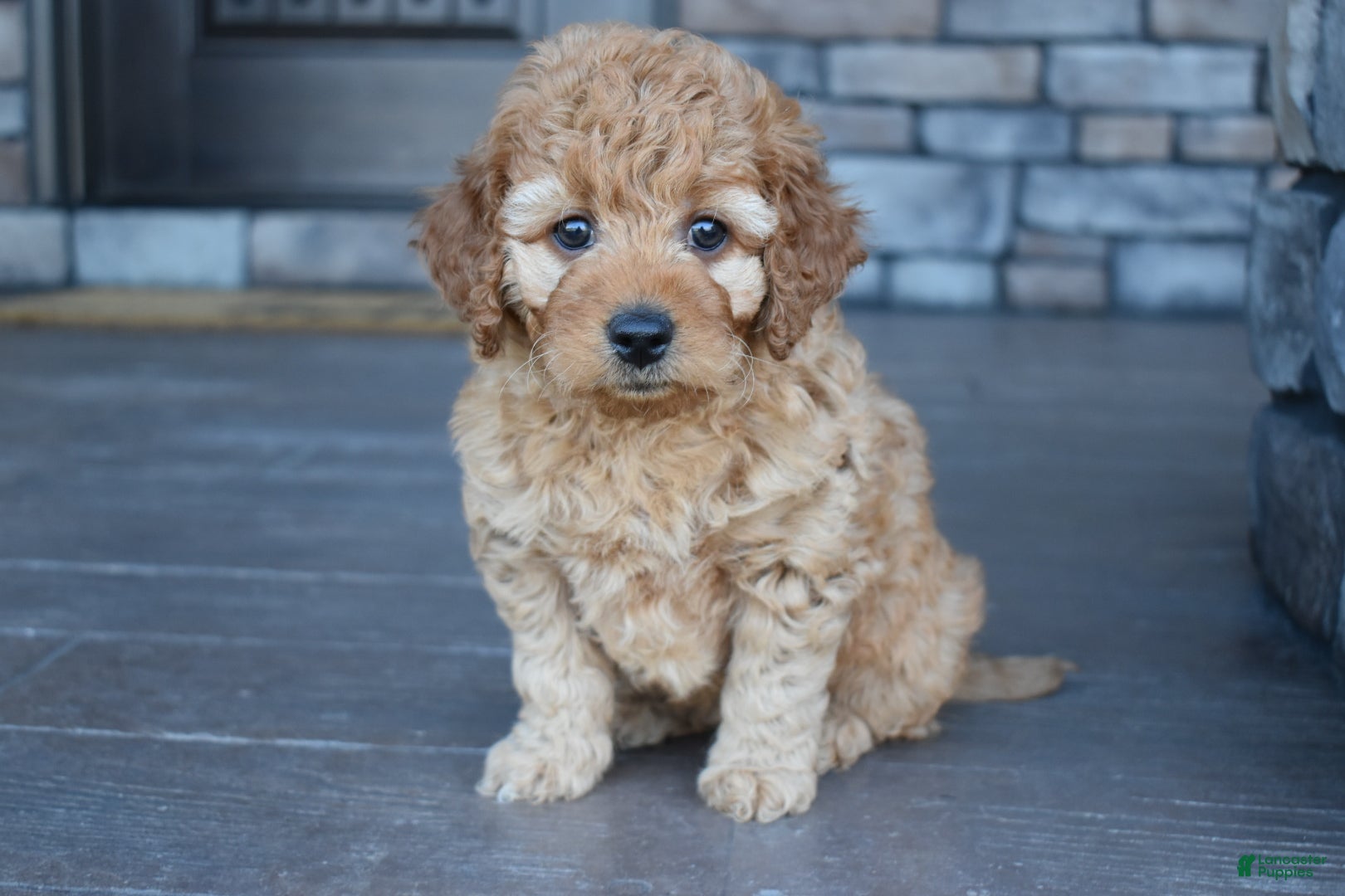 Mini Goldendoodle dogs Willow - Ad 1