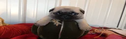 Pug dogs for sale: Pug 1 Tweety - Ad 2