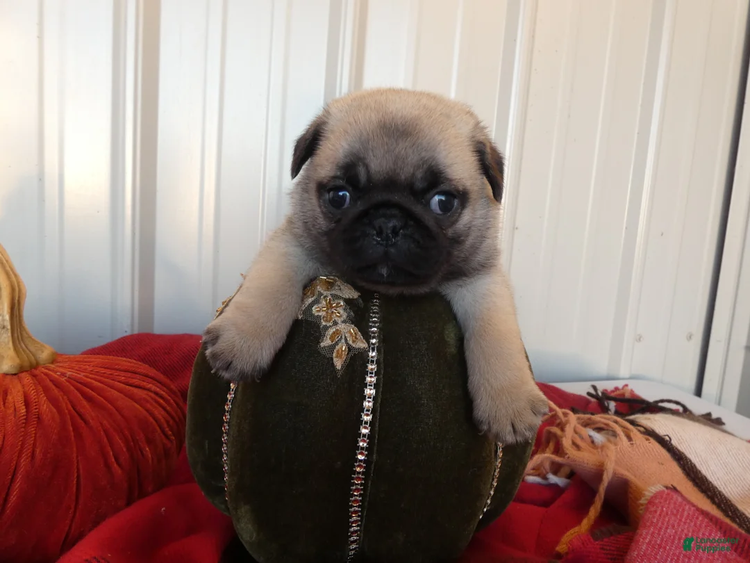 Pug dogs for sale: Pug 1 Tweety - Ad 2