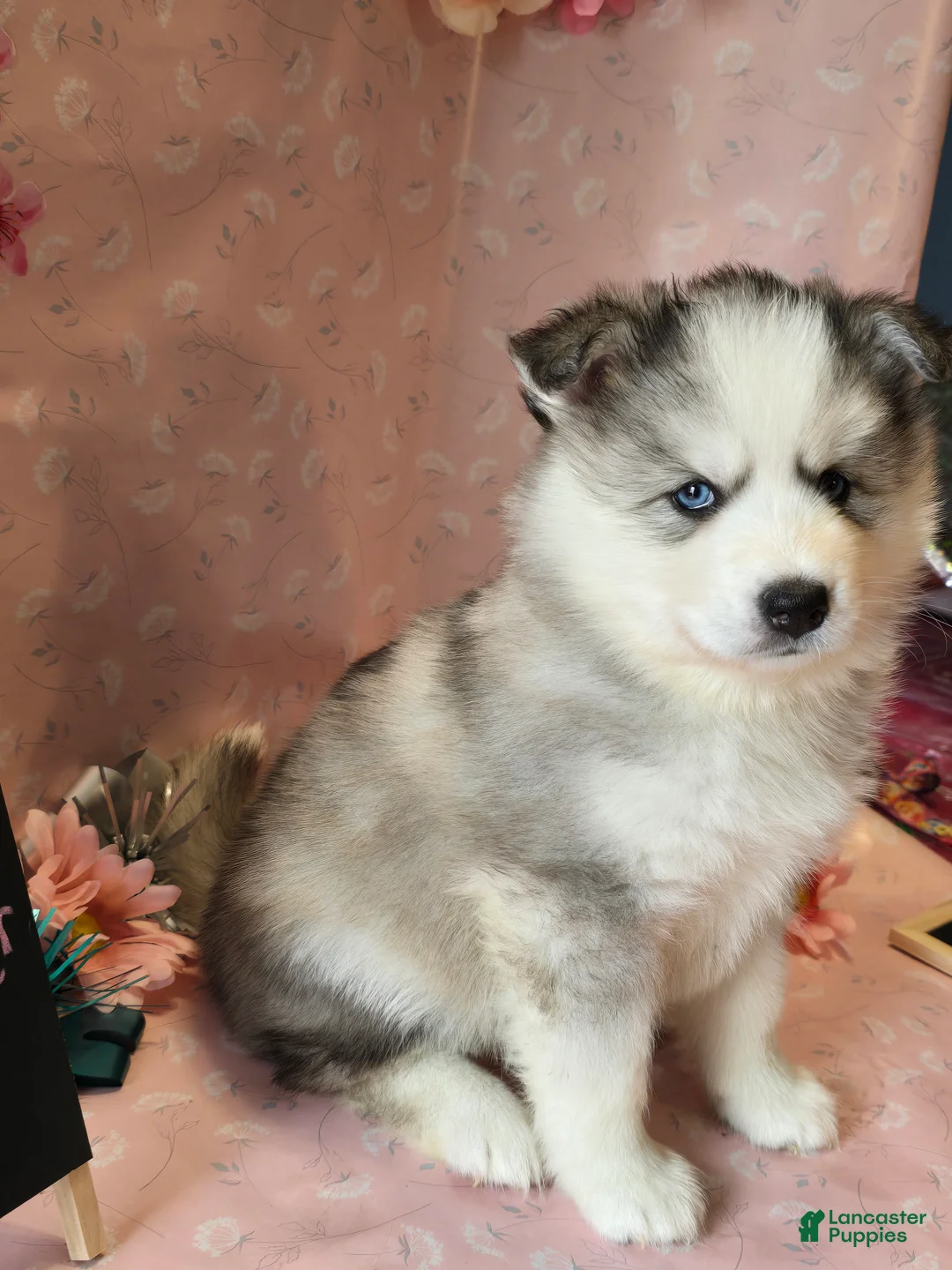 Pomsky dogs for sale: Salt and pepper - Ad 1