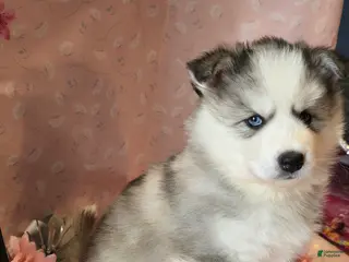 Pomsky dogs Salt and pepper - Ad 18