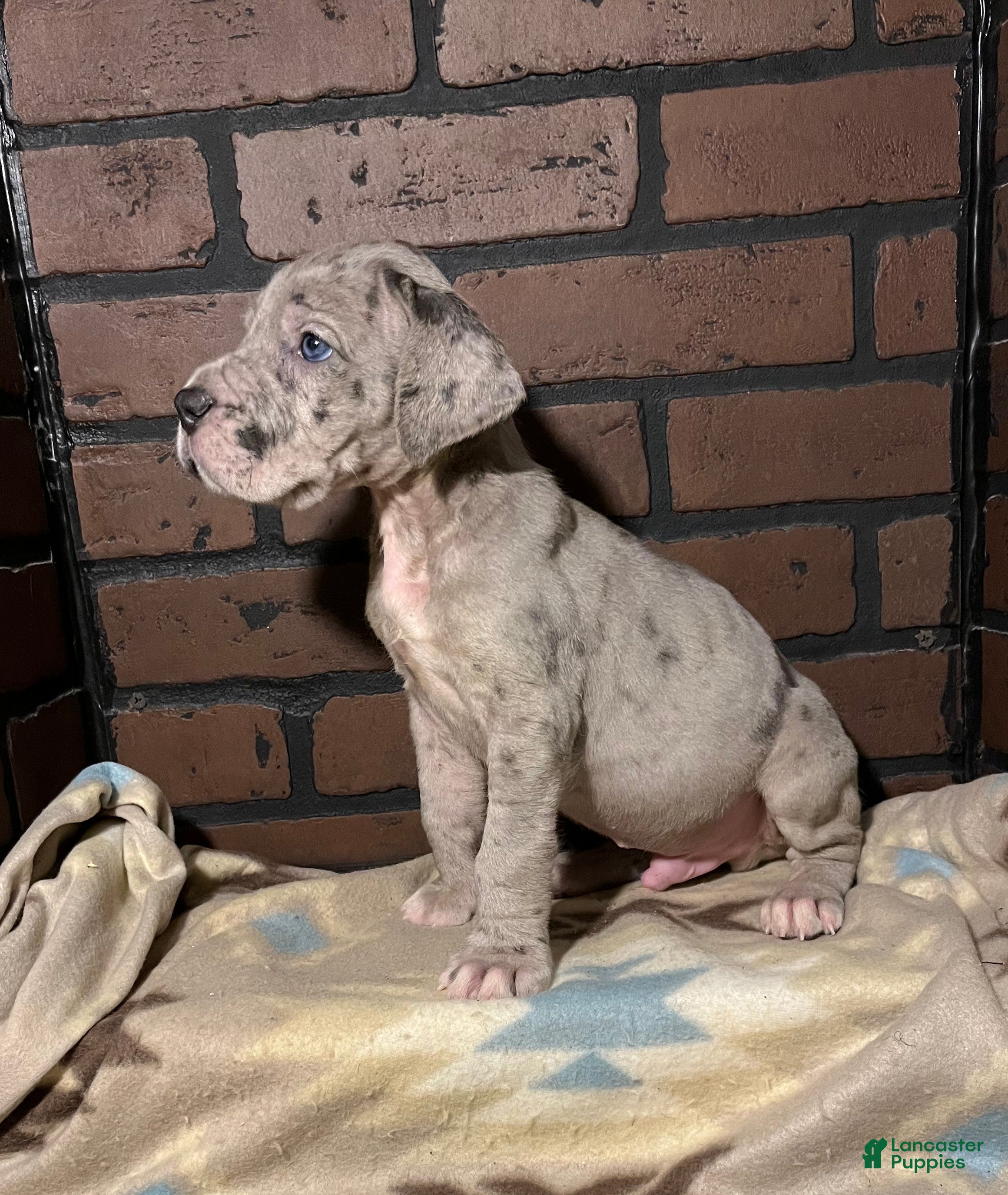 Great Dane dogs Riot - Ad 8
