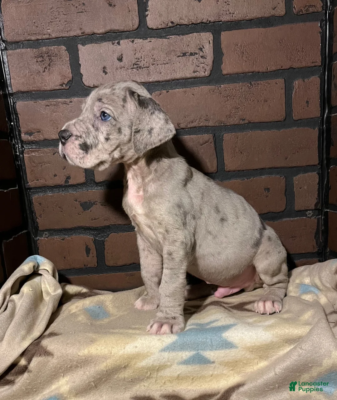 Great Dane dogs for sale: Riot - Ad 1