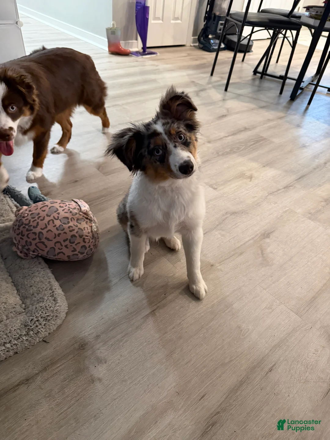 Miniature Australian Shepherd dogs for sale: Miniature Australian Shepherd Puppy 1 - Ad 3