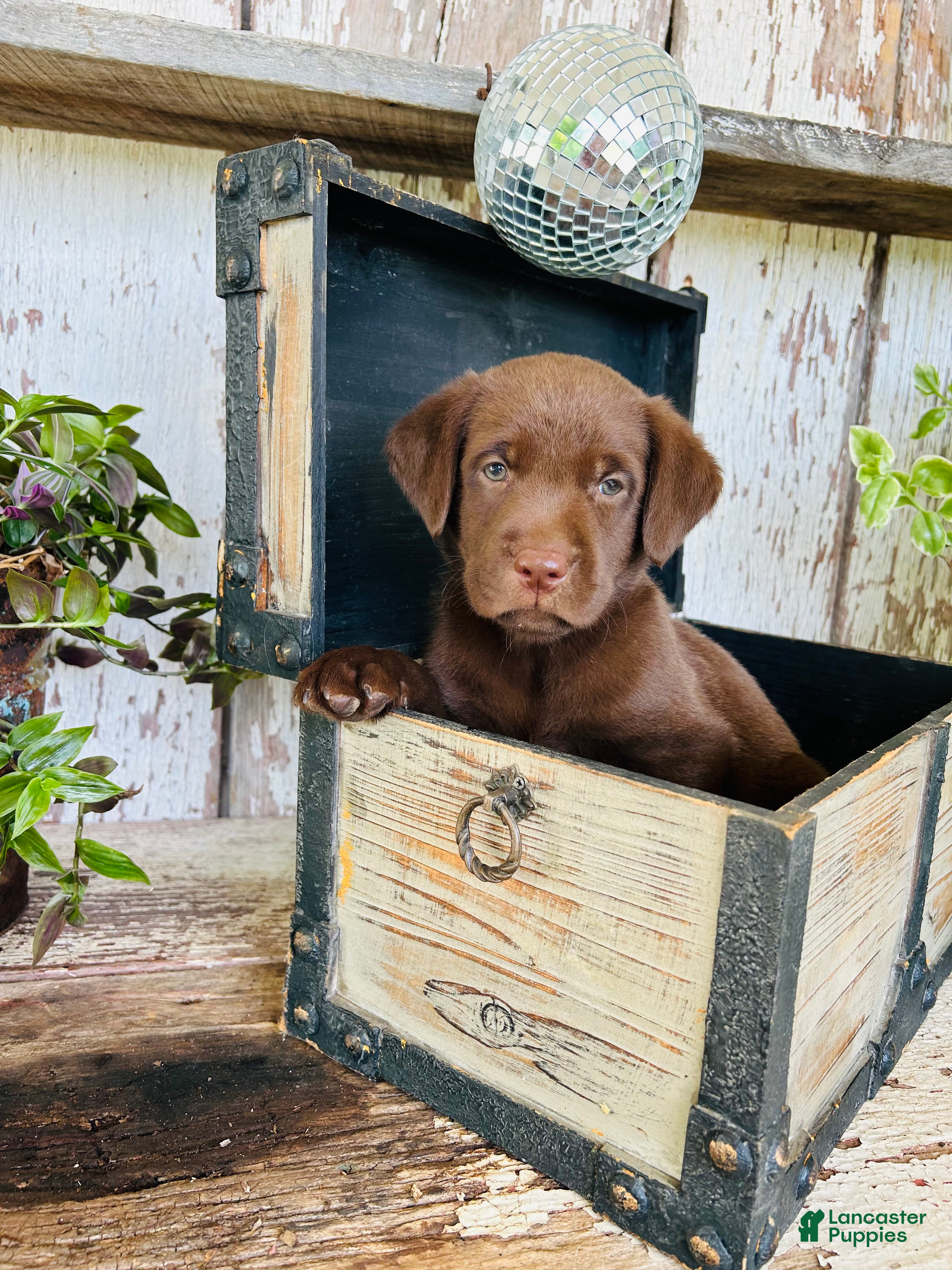 Labrador Retriever dogs Milo - Ad 1